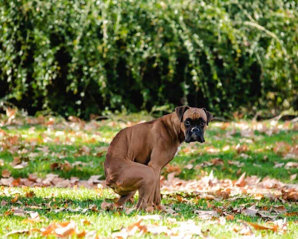 Comment soulager le train arrière de mon chien ?