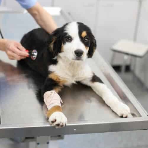 Matériel pour chien handicapé