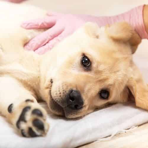 Comment savoir si son chien est devenu âgé ?
