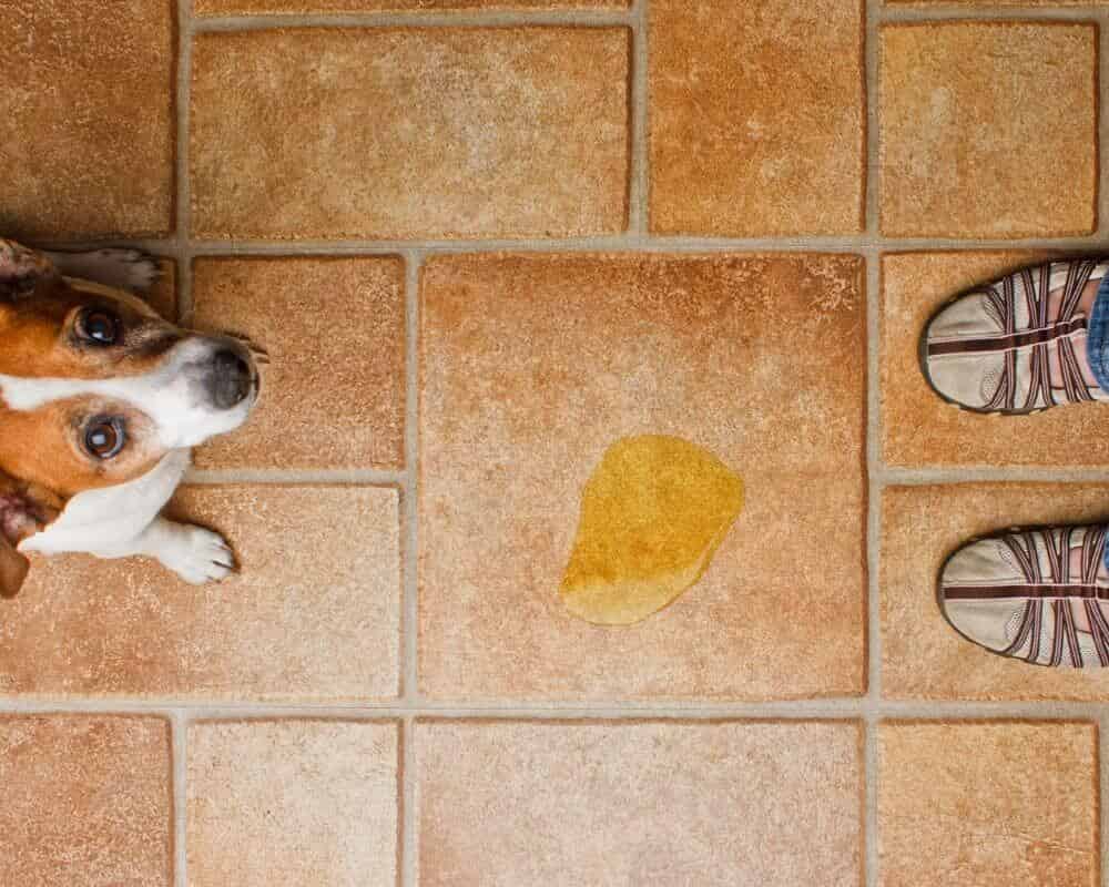 Désinfectant pour urine de chien