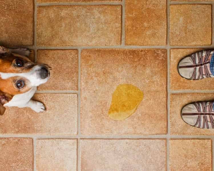 Désinfectant pour urine de chien tout en éliminant les mauvaises odeurs