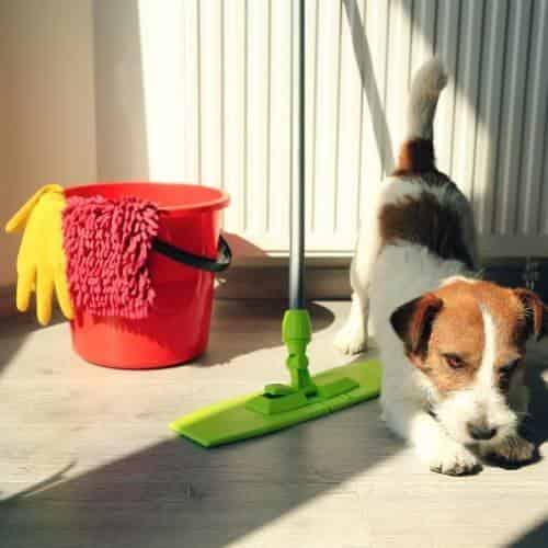 Comment empêcher son chien d’uriner partout ?