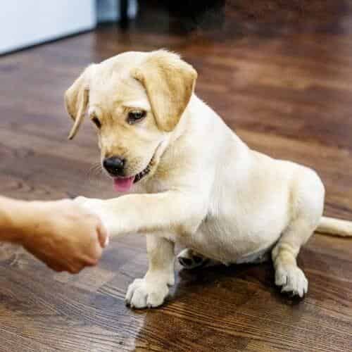 Sortir son chien quotidiennement