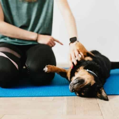 Il a fait pipi, comment enlever l’odeur d’urine ?