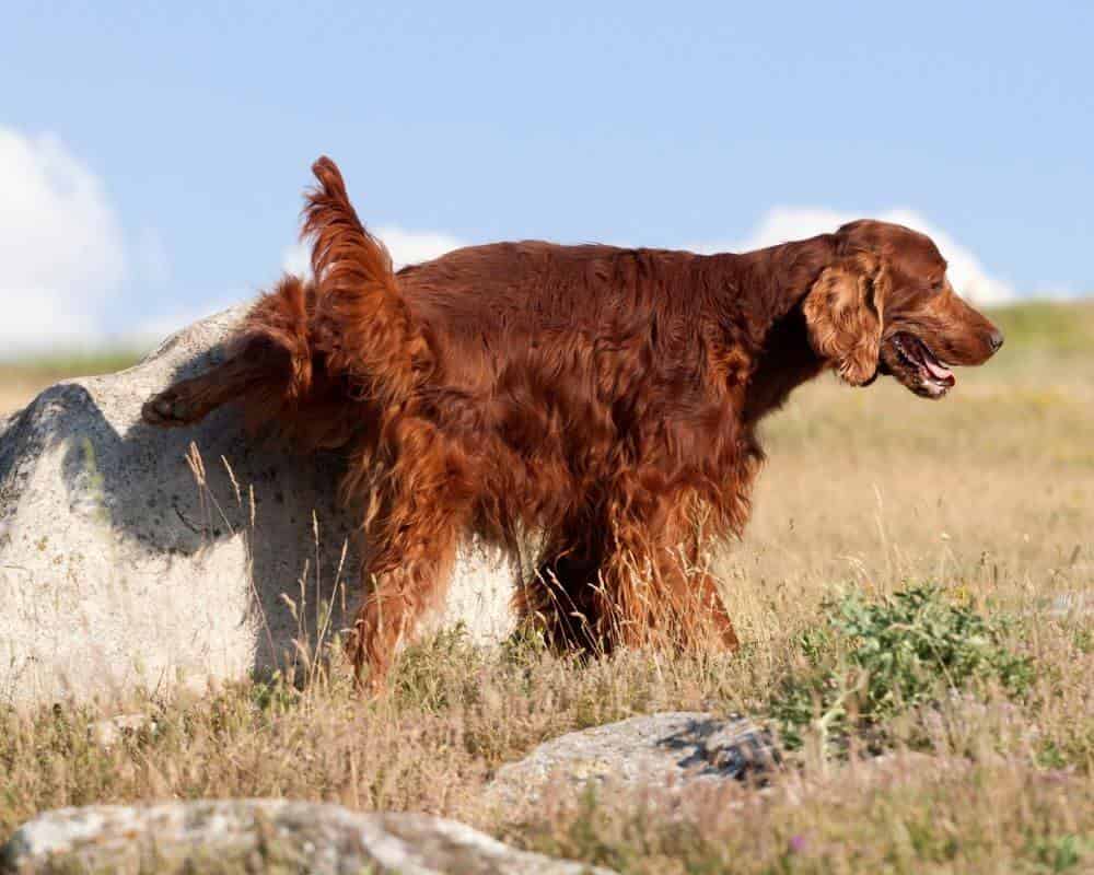 Mon chien ne se retient plus pour faire pipi