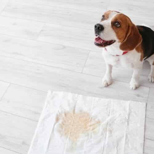 Mon chien ne se retient plus pour faire pipi Symptômes du manque de propreté