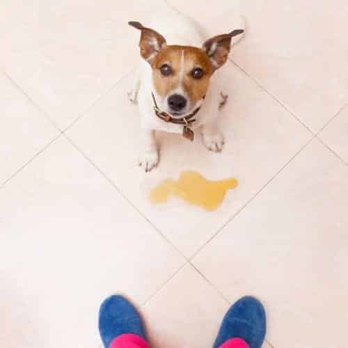 Comment empêcher un chien de faire pipi la nuit à l’intérieur ?