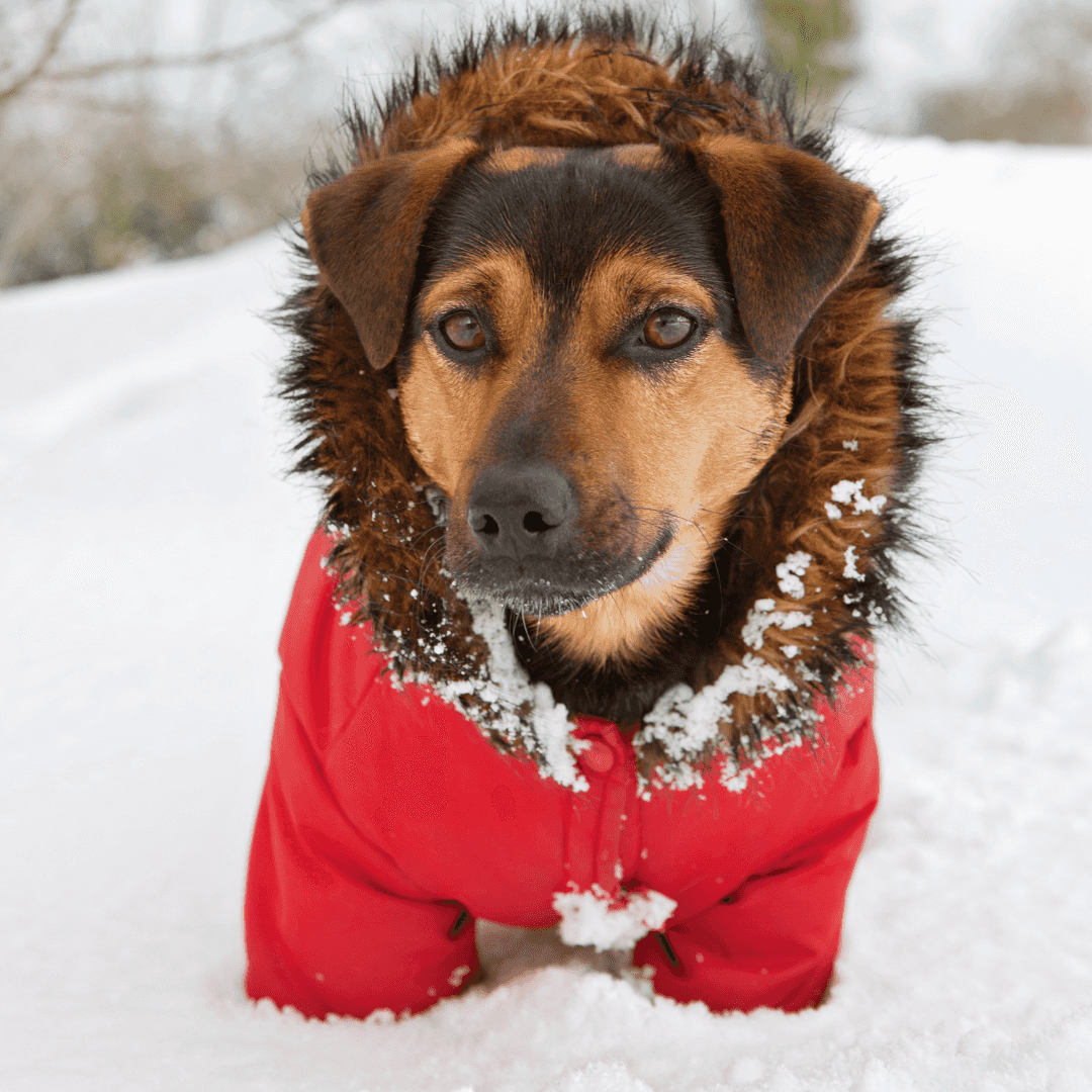 L'hypothermie