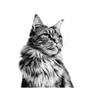 Nourriture pour chat