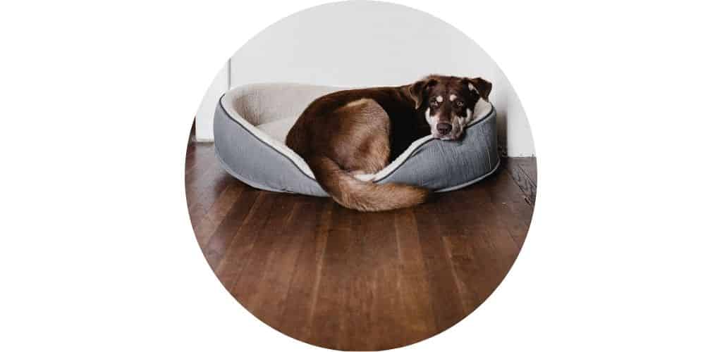 Panier pour chien