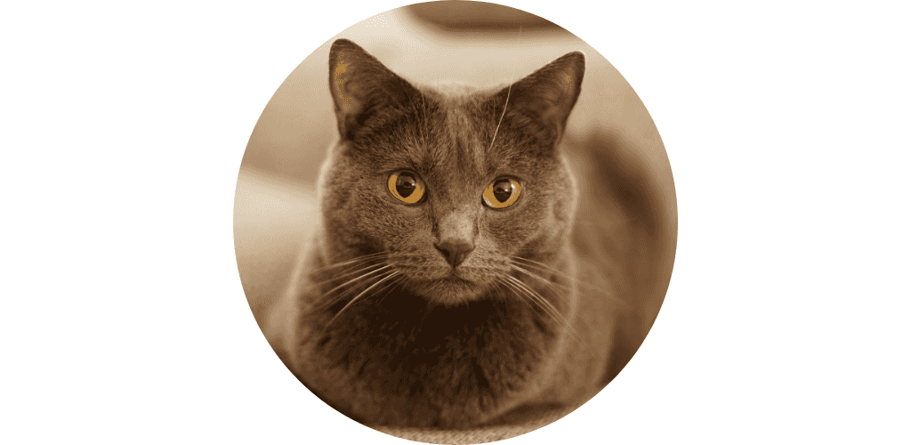 Croquettes médicalisées pour chat