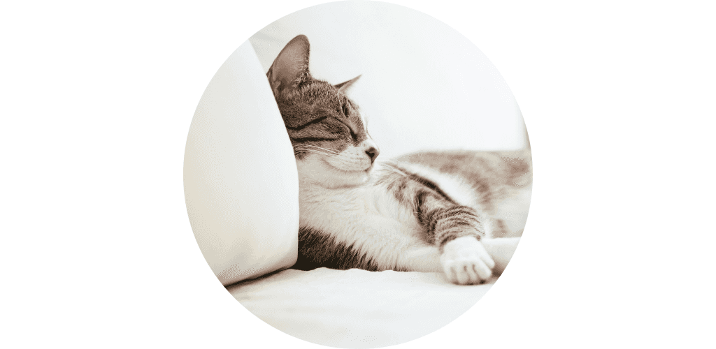Arthrose du chat