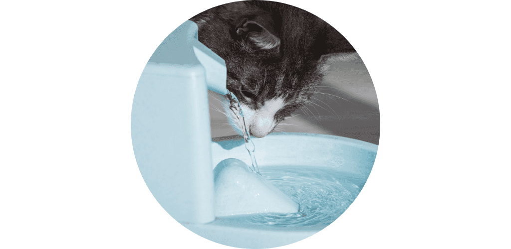 Fontaine à eau pour chat