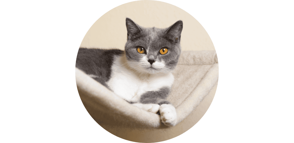 Hamac pour chat