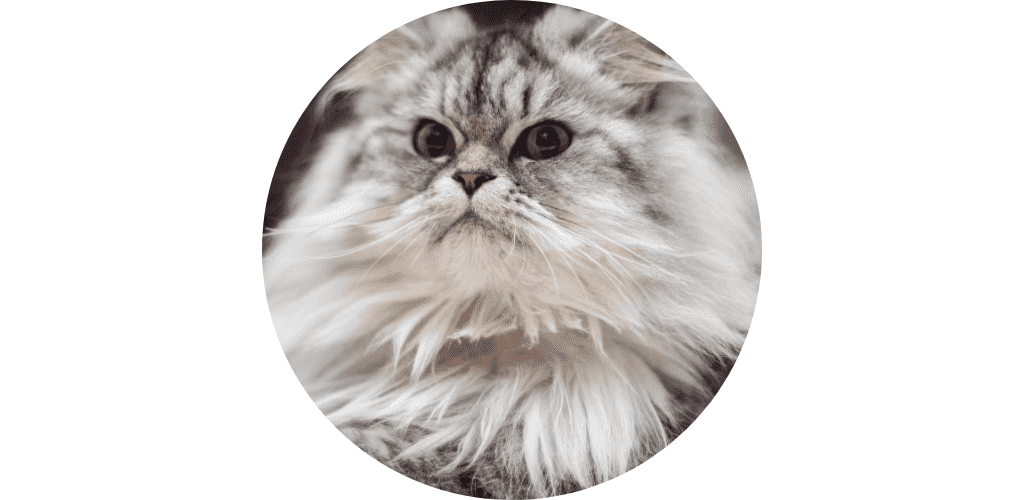 Soin peau et corps du chat