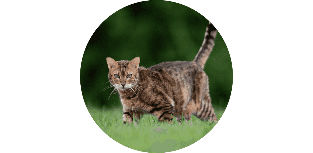 Barrière pour chat
