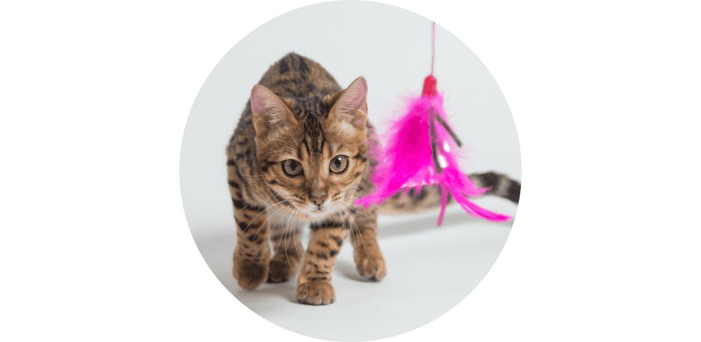 Jouet à plumes pour chat