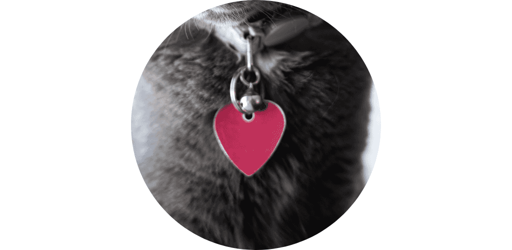 Accessoires sellerie pour chat