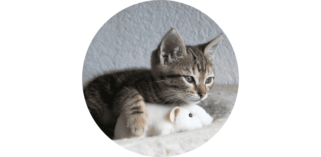 Jouet pour chaton