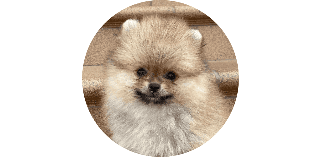 Escalier pour chien, rampe plan incliné