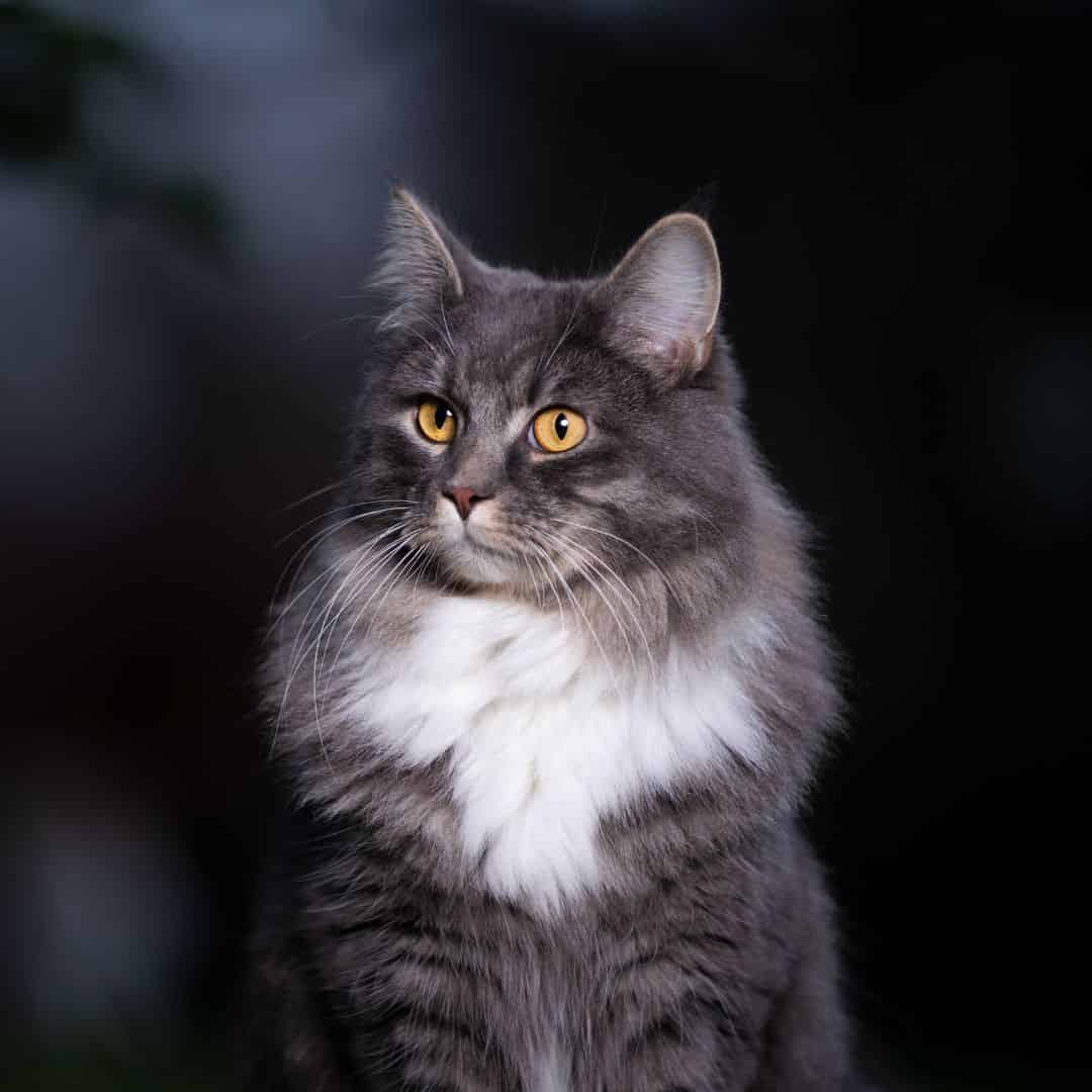 Habituer son chat à sortir même la nuit