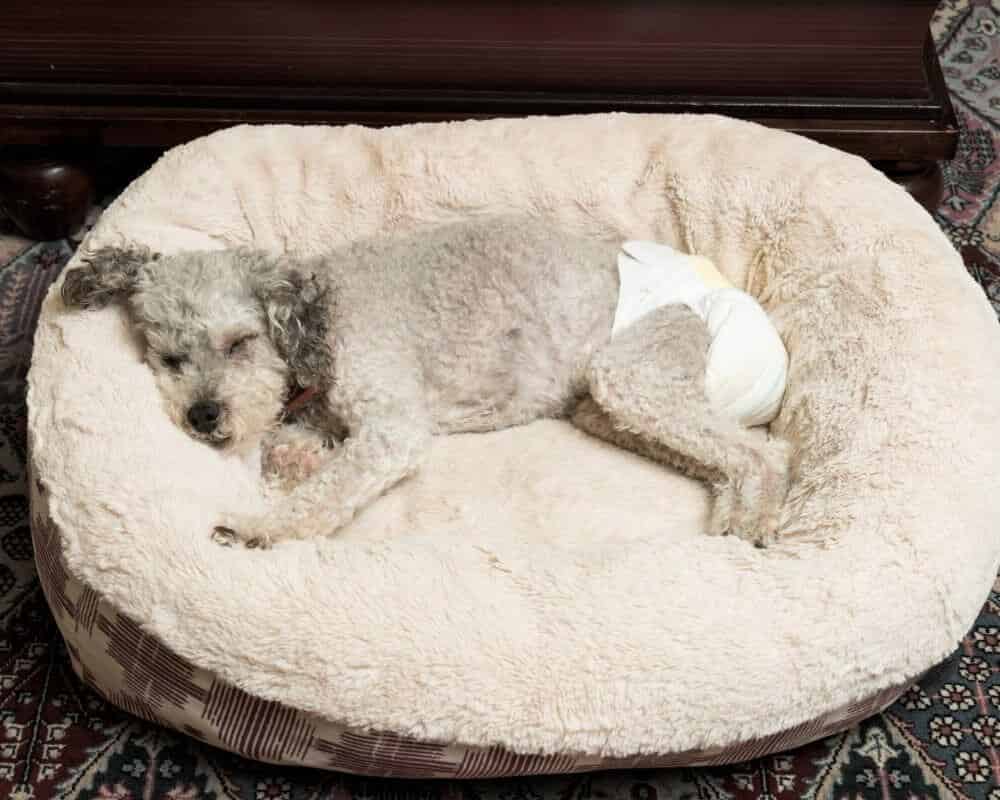 Comment soigner l’incontinence chez le chien ?
