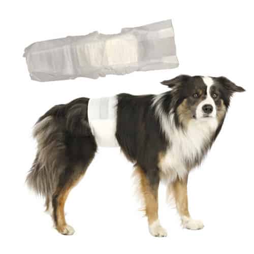 À l’aide mon chien fait pipi du sang