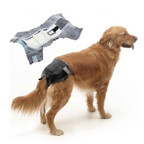 Comment soigner l’incontinence chez le chien ? Symptômes et traitements