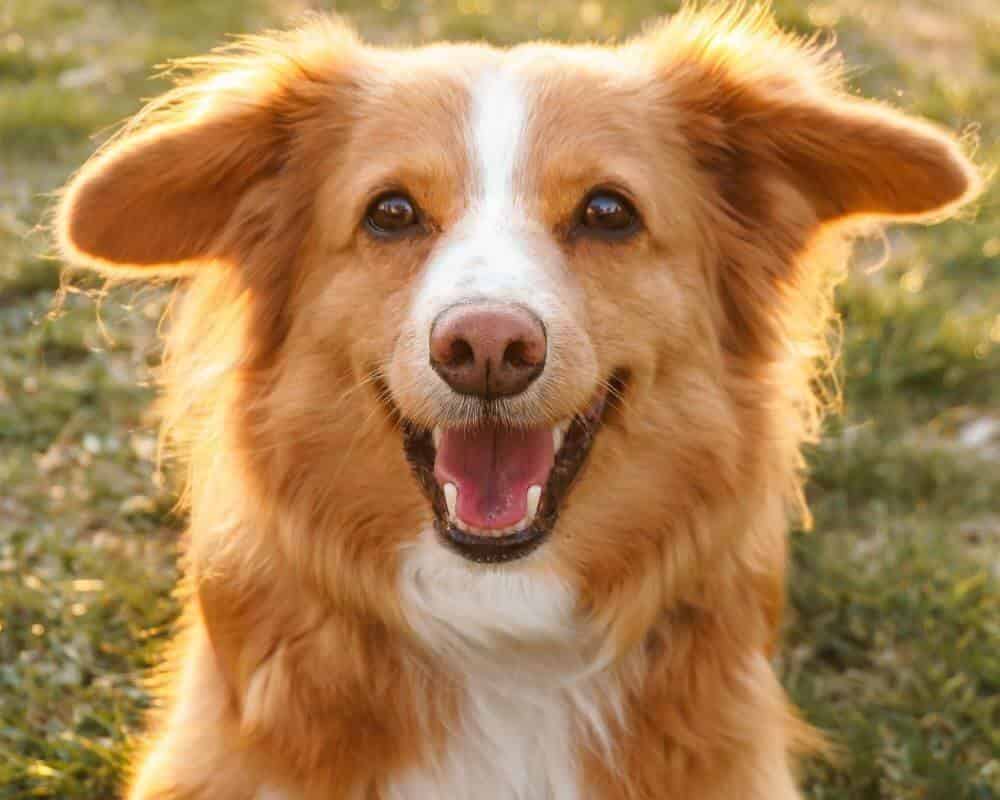 Pourquoi mon chien fait pipi quand il est content ?