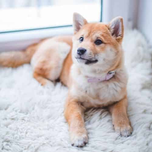 Chiot