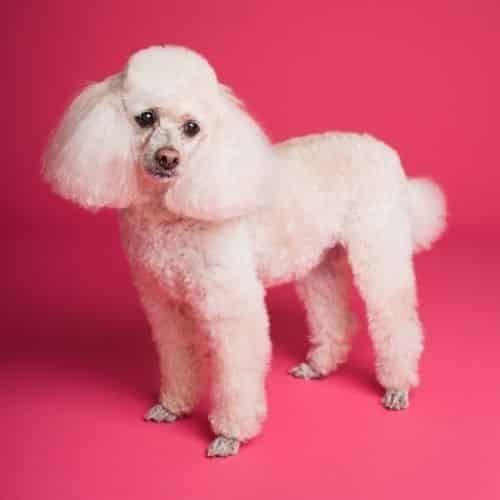Caniche propre