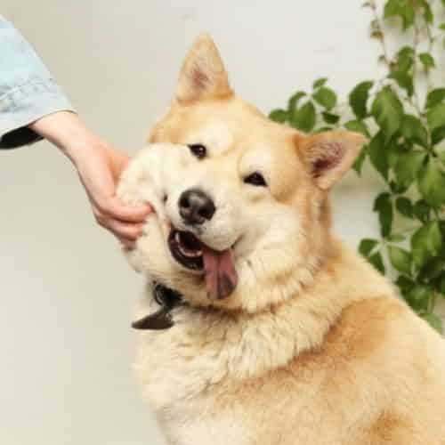 Quand couper les poils de mon chien ?