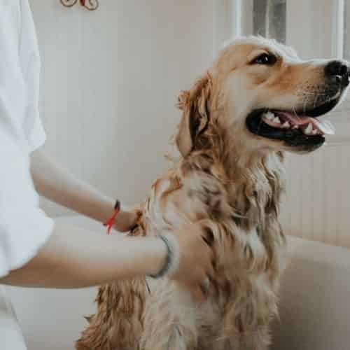 Douche chien