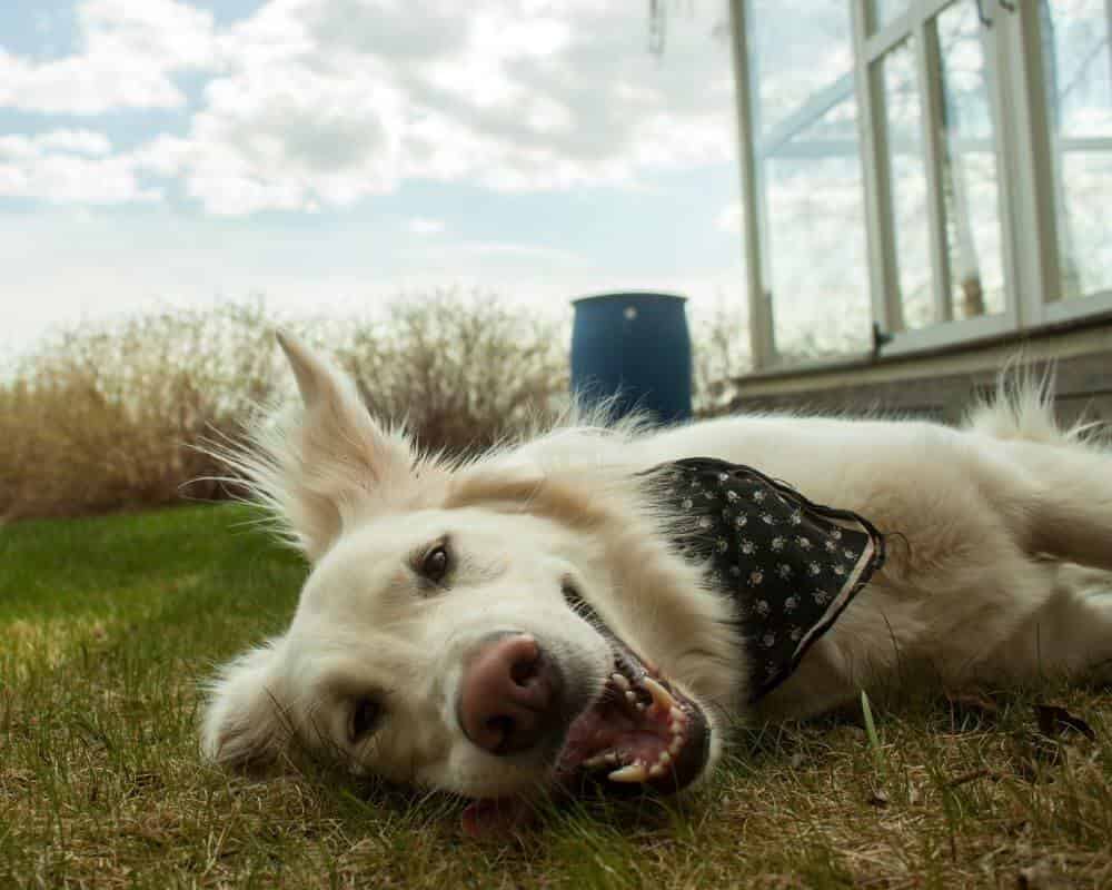 Que faire quand ma chienne a ses chaleurs ?