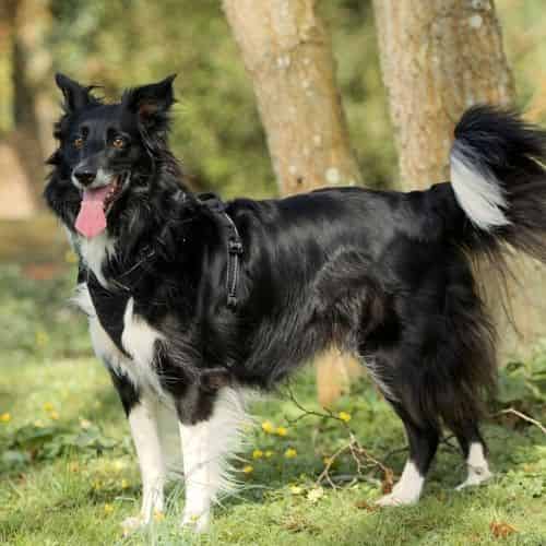 Quand la chienne à ses chaleurs Symptômes des chiens femelles