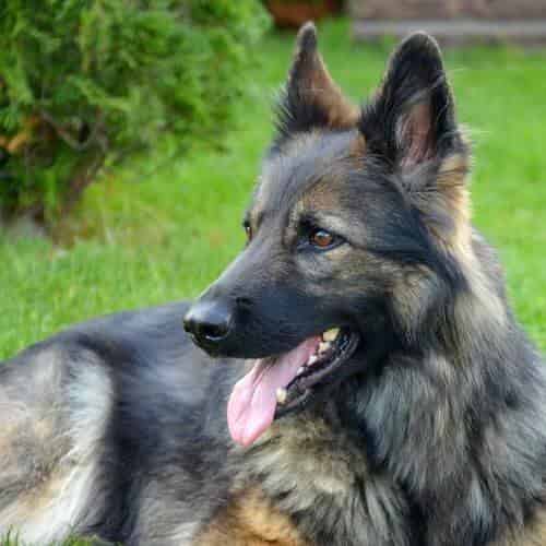 Quand la chienne à ses chaleurs Symptômes des chiens femelles
