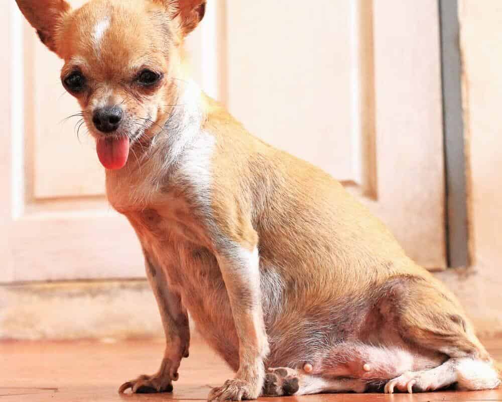 Quel est l’âge de la première saillie pour chien ?