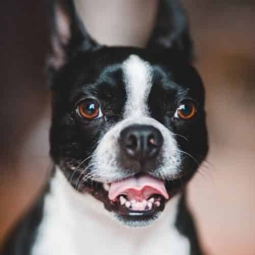 Comment proposer son chien pour une saillie ?