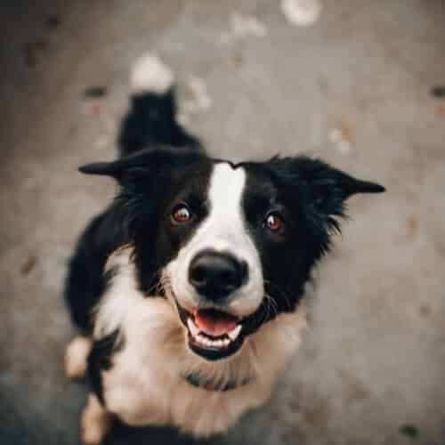 Jusqu’à quel âge un chien mâle peut-il se reproduire ?