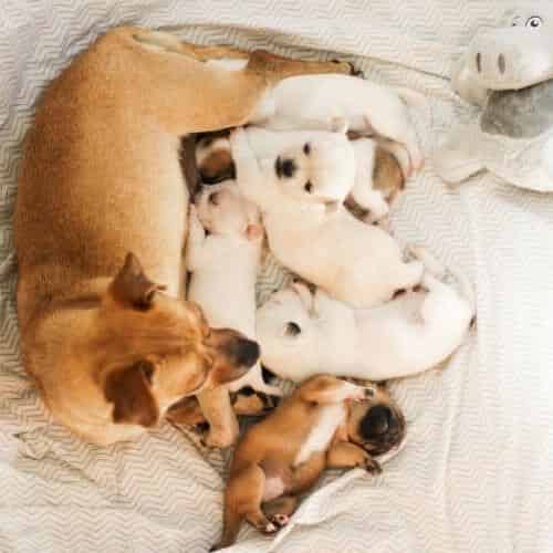 Pourquoi un chien urine du sang ?