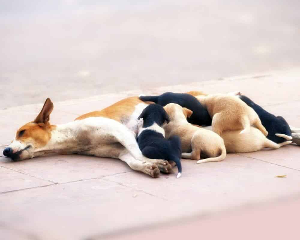 A quel âge une chienne peut avoir des chiots ?