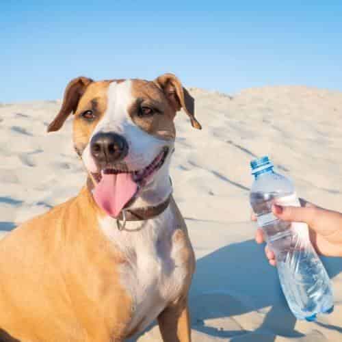 Quelle eau donner à mon chien ? Remplir la gamelle de son animal