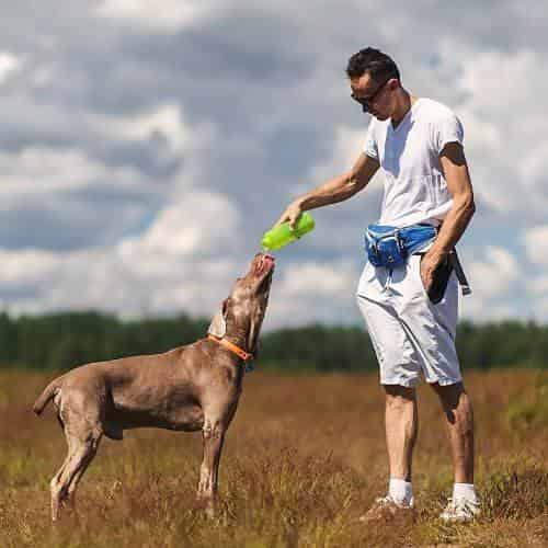 Est-ce que l’on peut donner de l’eau minérale à boire à son chien ?