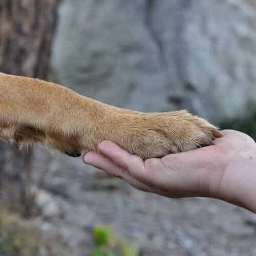 Comment soigner son compagnon canin ?