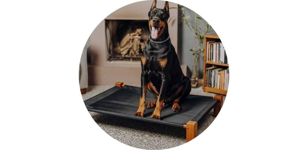 Lit pour chien