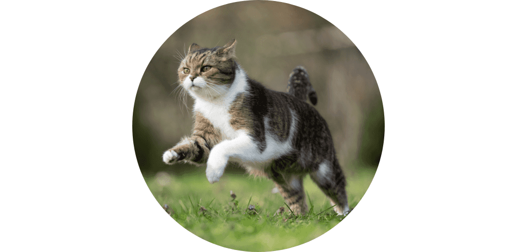 Fortifiant du chat