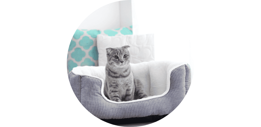 Coussin pour chat