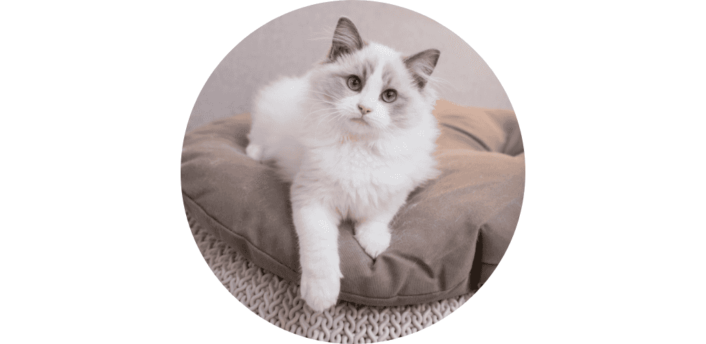 Antiparasitaire insectifuge pour chat