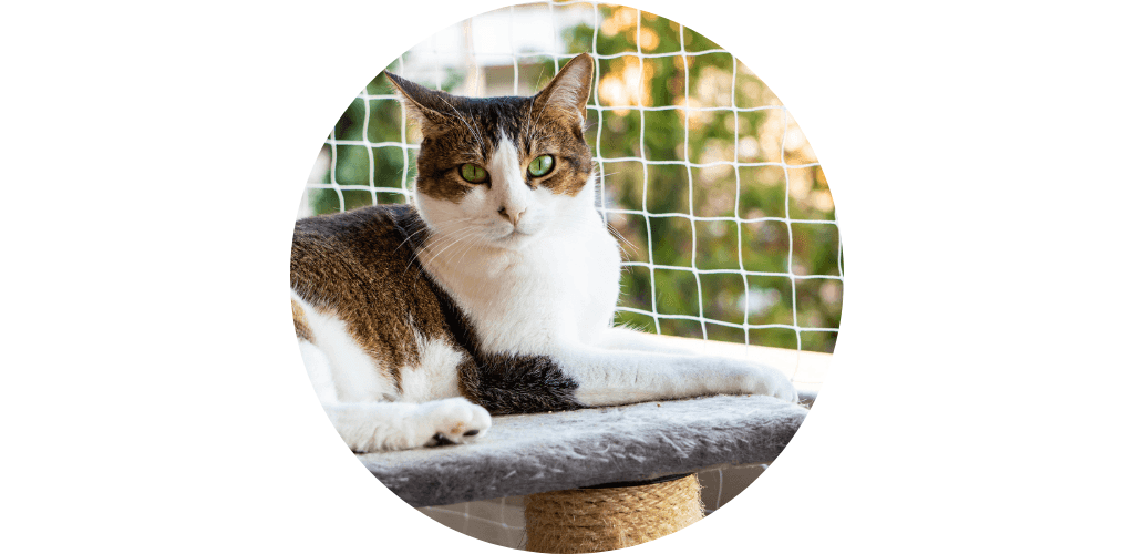Filet anti-fugue pour chat