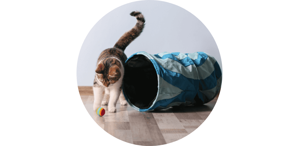 Tunnel pour chat